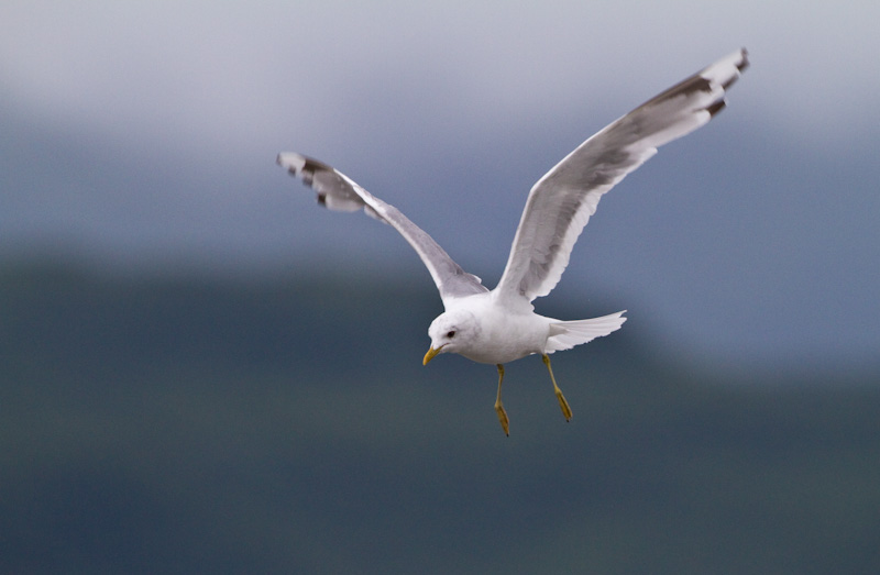 Gull In Flight